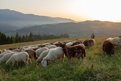 Troupeau de moutons