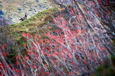 Chamois - Parc national des Ecrins - France
