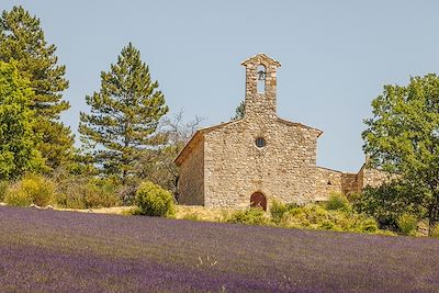 Champ de lavande - Baronnies provençales - Provence - France