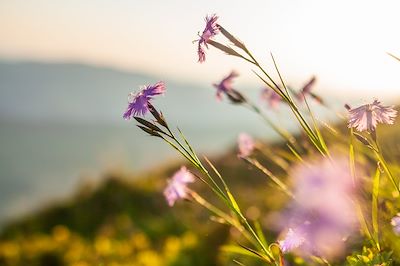 Fleurs de montagne 