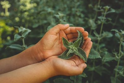Cueillette de feuilles de menthe