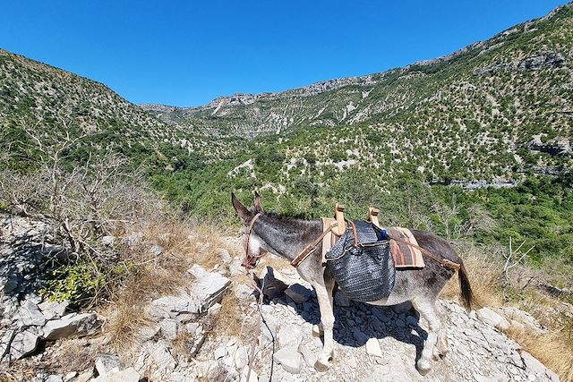 Randonnée avec âne France Massif Central