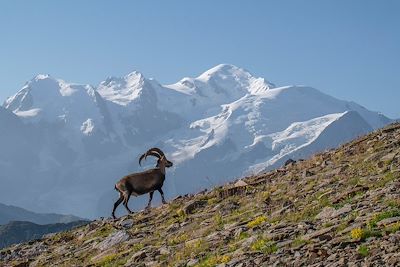 Bouquetin des Alpes - Réserve naturelle de Sixt-Fer-à-Cheval avec vue sur le massif du Mont-Blanc - Haute-Savoie - France