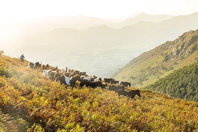 Transhumance des pottoks - Pays Basque - France
