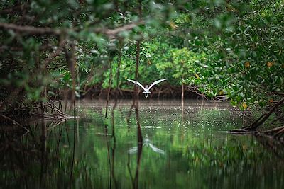 Vol d'un héron sous la mangrove - Guadeloupe