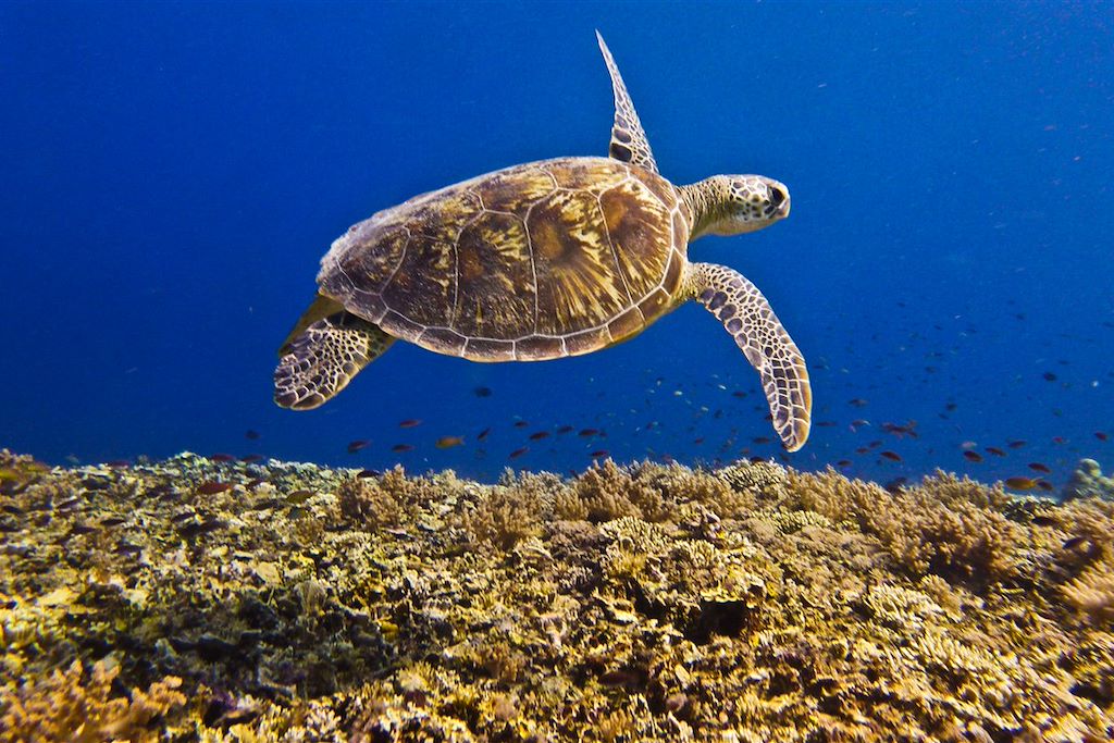 Baignade - Snorkeling