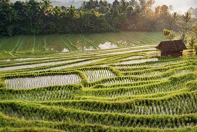 Bali, rizières, mer et volcans