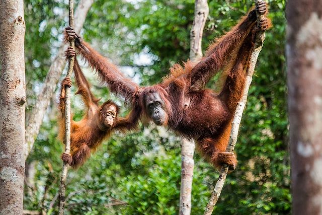 Observation animalière Indonésie Sumatra
