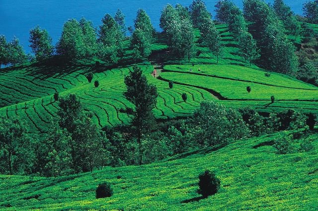 Trek Inde