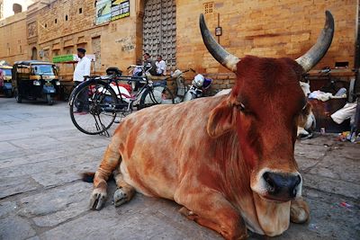 Vache sacrée - Rajasthan - Inde