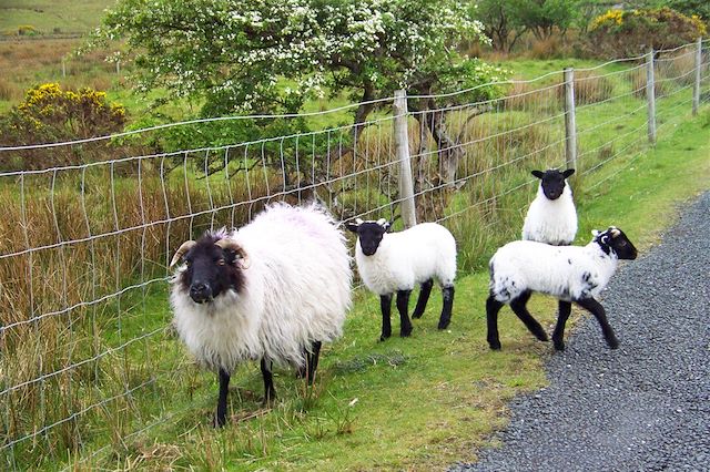 Randonnée Irlande Connemara