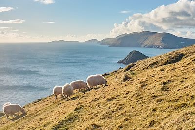Moutons - Péninsule de Dingle - Kerry - Irlande