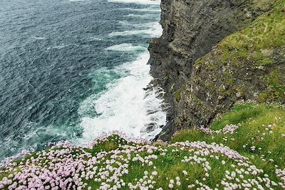 Littoral Irlandais et fleurs sauvages d'Irlande
