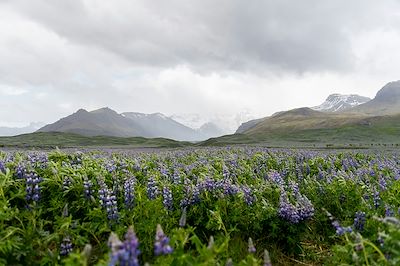 Fleurs - Islande