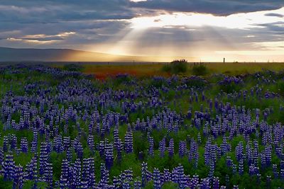 Lupins – Islande