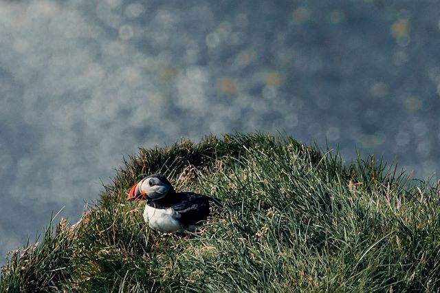 Découverte Islande