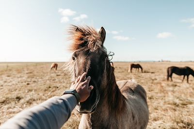 Cheval en Islande