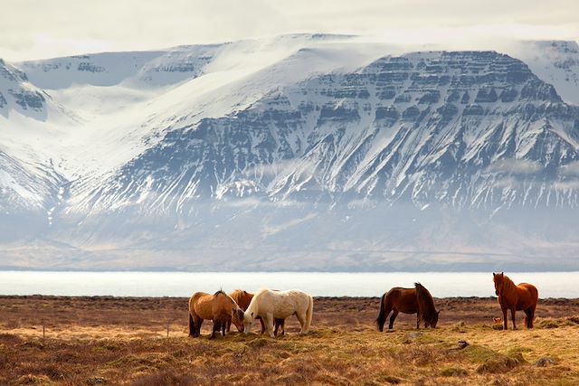 Aurores boréales Islande