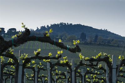 Panorama entre San Gimignano et Volterra - Toscane - Italie