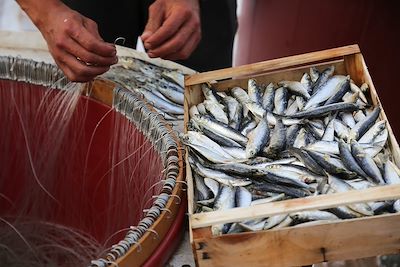 Pêche de sardines - Italie