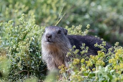 Marmotte 