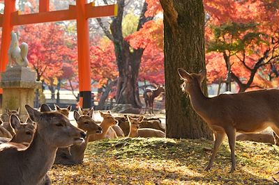 Parc de Nara - Japon