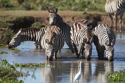 Réserve du Massai Mara - Vallée du Rift - Kenya