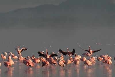 Parc national du lac Nakuru - Vallée du Rift - Kenya