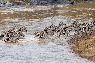 Les zèbres du Massaï Mara - Kenya