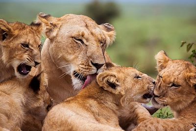 Famille de lions dans la Réserve nationale de Masaï Mara - Kenya