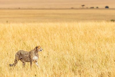 Guépard - Réserve nationale du Masai Mara - Kenya
