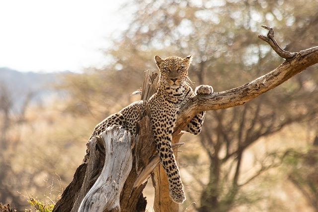 Safari Kenya Masaï Mara