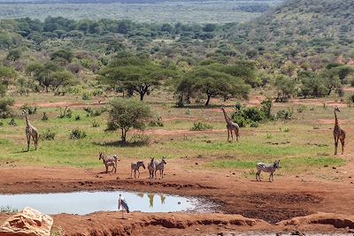 Parc National de Tsavo - Kenya 