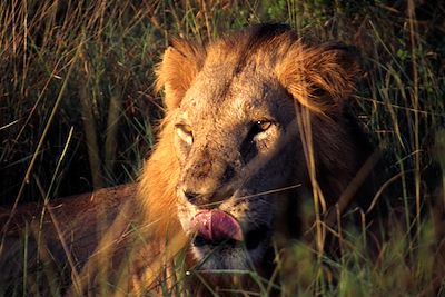 Parc national de Meru - Kenya