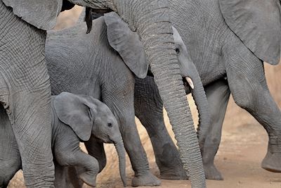 Parc National de Meru - Kenya