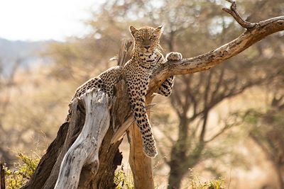 Léopard - Kenya