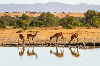 Impalas - Ol Pejeta - Kenya