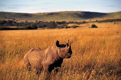 Réserve du Massai Mara -  Kenya