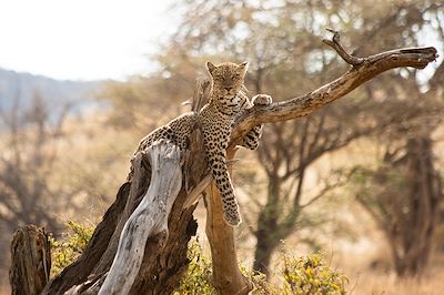 Léopard - Kenya