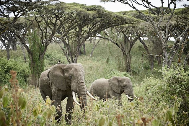 Safari Kenya Masaï Mara