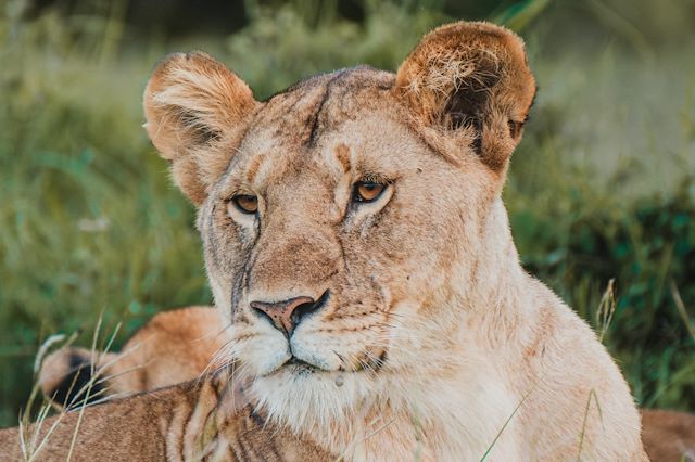 Safari Kenya Masaï Mara