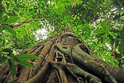 Temples et jungle : d’Angkor aux Cardamomes