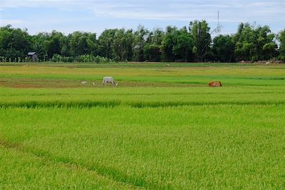 Koh Trong - Kratie - Cambodge