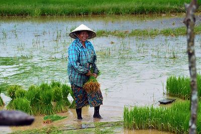 Rizières - Région de Champassak - Laos
