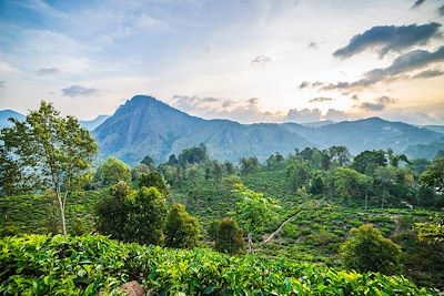 Aventure et nature en famille au Sri Lanka