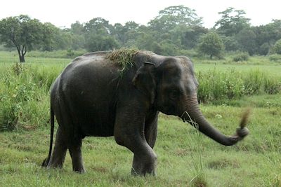 Eléphants d'Asie - Parc national de Minneriya Wewa - Centre-Nord - Sri Lanka