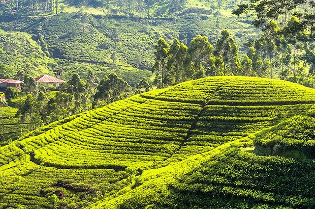 Découverte Sri Lanka