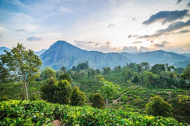 Découverte Sri Lanka
