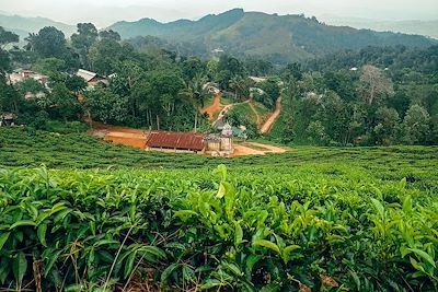 Randonnée dans les plantations – Sri Lanka