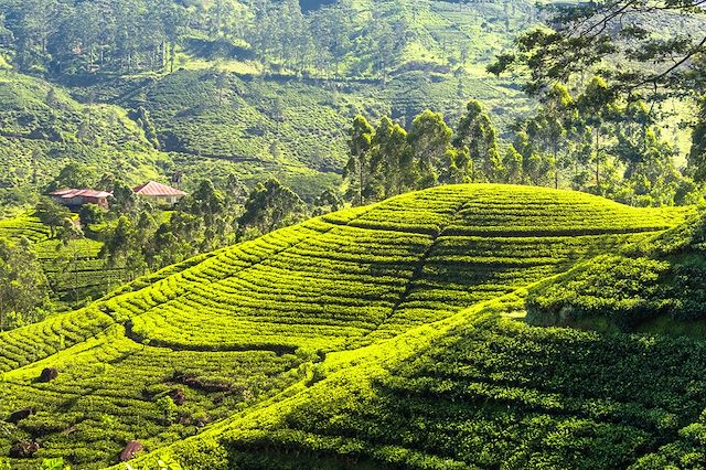 Randonnée Sri Lanka